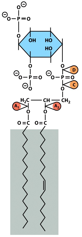 Επίδραση της φωσφατιδυλινοσιτόλης στη µεταγωγή σήµατος µέσω της κυτταρικής µεµβράνης