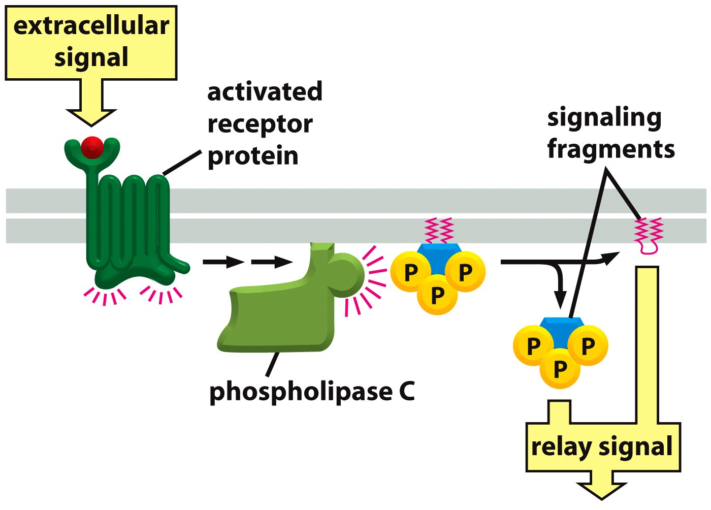 Διάσπαση της φωσφατιδυλινοσιτόλης από την φωσφολιπάση C και ενεργοποίηση ενδοκυτταρικής