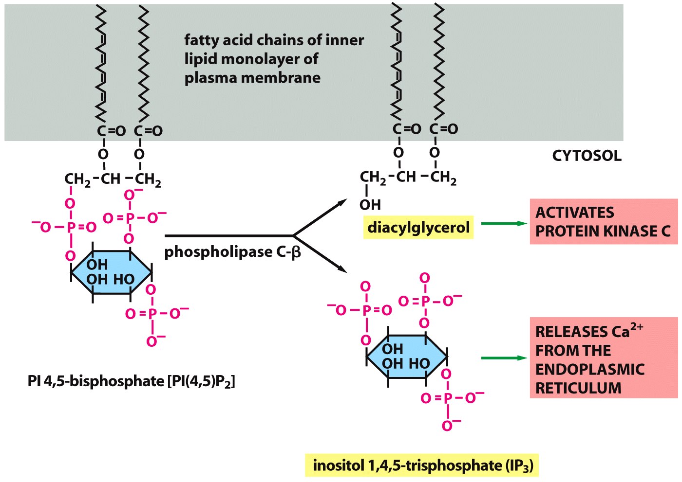 Figure 15-38 Molecular Biology of the Cell (