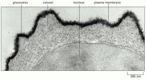 Η επιφάνεια του κυττάρου καλύπτεται από σάκχαρα