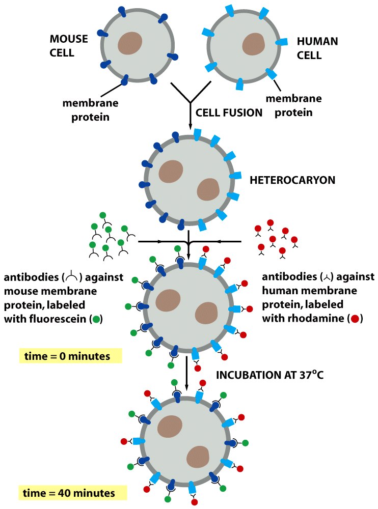 Biology of the Cell Περιστροφή γύρω από τον