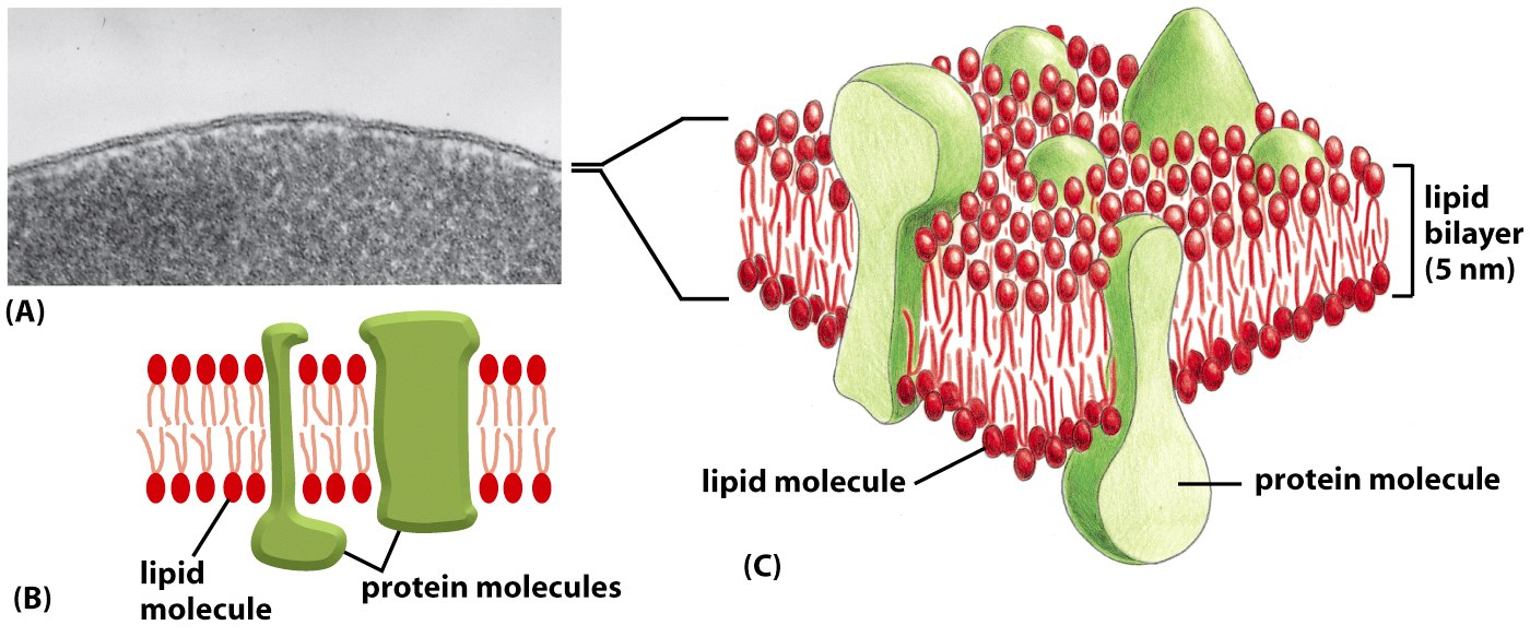 Τρεις όψεις της Κυτταρικής Μεµβράνης Figure 10-1 Molecular