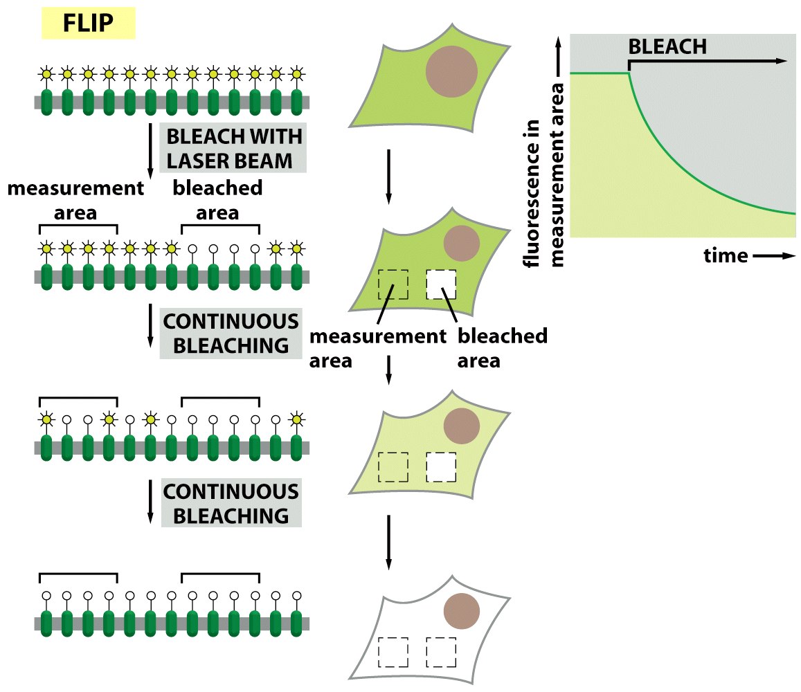 Figure 10-36b Molecular Biology of the Cell (