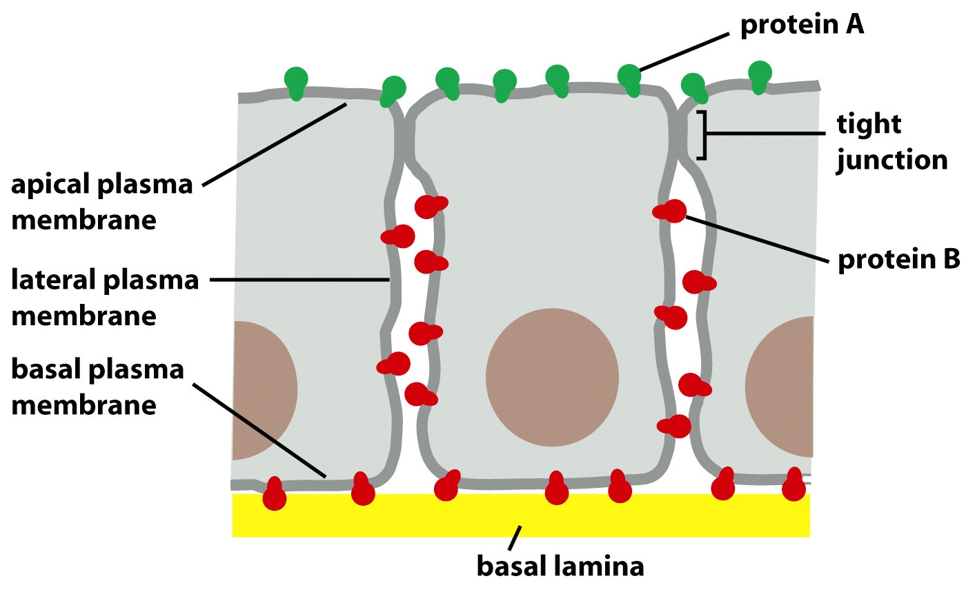 Cell ( Garland Science 2008) Επιθηλιακό κύτταρο Ασύµµετρη