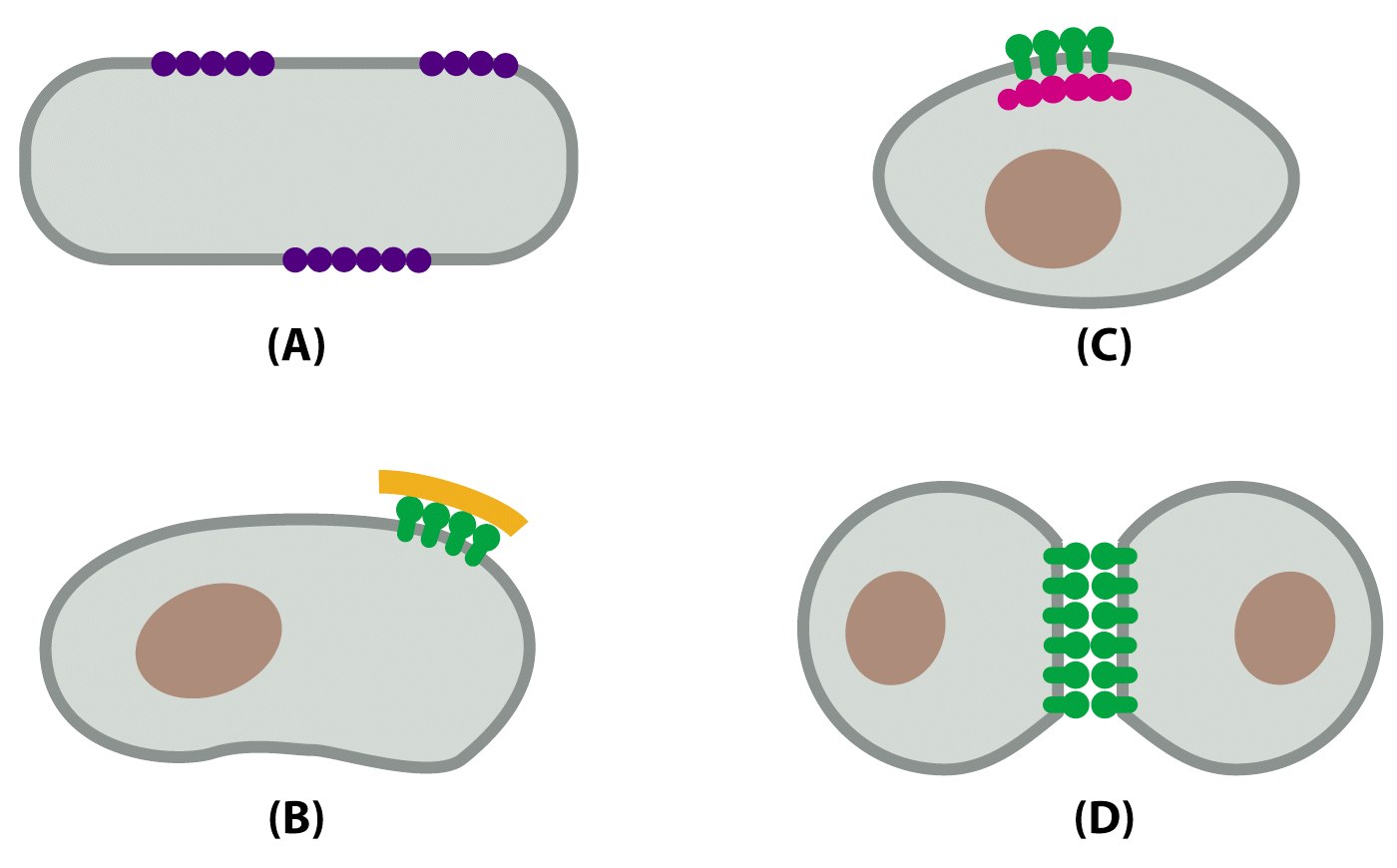 Μηχανισµοί που χρησιµοποιούνται για τον περιορισµό µιας πρωτεΐνης σε µια περιοχή της µεµβράνης Σχηµατισµός συσσωµατωµάτων Σύνδεση µε κυτταρικές δοµές Σύνδεση µε δοµές