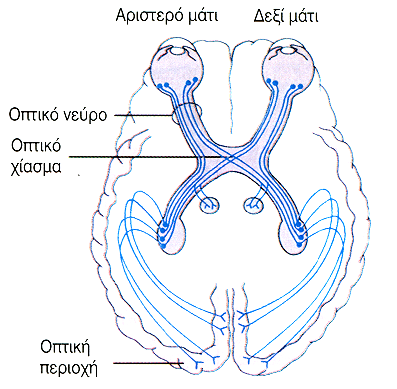 Οπτικές Οδοί Νευρικές ίνες από το εσωτερικό του αµφιβληστροειδούς διασταυρώνονται στο οπτικό χίασµα και πηγαίνουν προς τις αντίθετες πλευρές του εγκεφάλου.