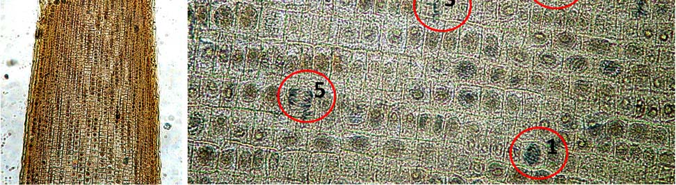 2.2. Πειραματική διαδικασία 2.2.1α.