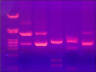Επιπλέον, τα μόρια του DNA είναι δυνατόν να απομονωθούν ανέπαφα από το πήκτωμα και επομένως, η ηλεκτροφόρηση ενός μείγματος θραυσμάτων DNA αποτελεί παράλληλα και έναν τρόπο παρασκευής μεμονωμένων