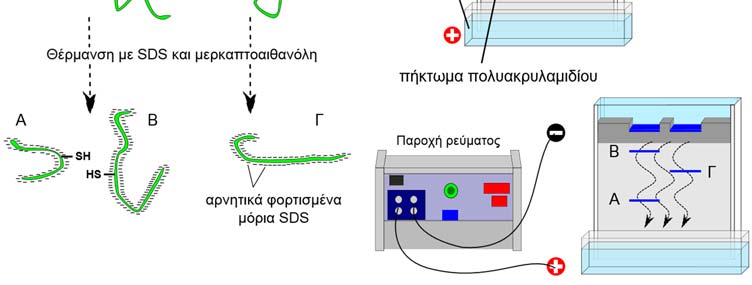 1.2. Ηλεκτροφόρηση πρωτεϊνών σε πήκτωμα πολυακρυλαμιδίου Τα πηκτώματα που χρησιμοποιούνται ευρύτατα σήμερα για τον διαχωρισμό πρωτεϊνών είναι τα πηκτώματα πολυακρυλαμιδίου, μιας και παρέχουν καλύτερα