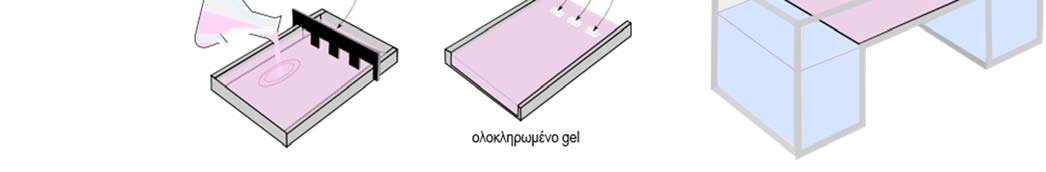 Θα χρησιμοποιήσετε 5 δείγματα με διαφορετικά είδη DNA που θα σας δοθούν από τους υπεύθυνους της άσκησης (1 δείγμα γονιδιωματικού DNA μετά από πέψη με ενδονουκλεάσες περιορισμού, 2 δείγματα προϊόντων