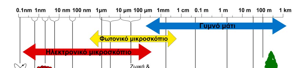 Άσκηση 1: Μικροσκόπια & Μικροσκόπηση Σύνοψη Η αποκρυπτογράφηση της λειτουργικότητας του κυττάρου έγινε δυνατή χάρη στον συνδυασμό της παρατήρησης των κυτταρικών δομών και της βιοχημικής ανάλυσης.
