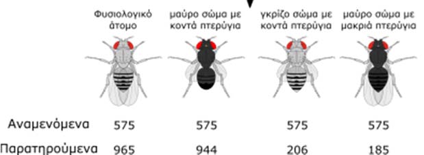 Εικόνα 12.11 Αποτελέσματα μεταβίβασης δύο συνδεδεμένων γονιδίων στη Drosophila.