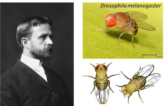 Εικόνα 13.2 Ο Thomas Hunt Morgan (1866-1945) και η μύγα των φρούτων Drosophila melanogaster. Για τα πειράματά του στη Drosophila o Morgan τιμήθηκε το 1933 με το βραβείο Nobel στη Φυσιολογία-Ιατρική.