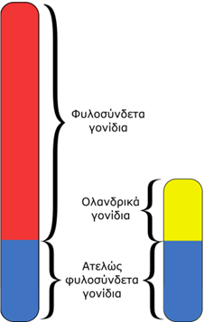 1.4. Ολανδρικά και φυλοεπηρεαζόμενα γονίδια Εκτός από τα φυλοσύνδετα χαρακτηριστικά που ελέγχονται από γονίδια που βρίσκονται στο χρωμόσωμα Χ, υπάρχουν και ορισμένα χαρακτηριστικά τα γονίδια των