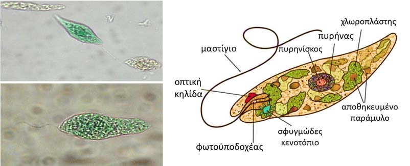 Εικόνα 2.7 Μικροσκοπική (400Χ) και σχηματική απεικόνιση του Paramecium. Το Paramecium παίρνει την τροφή του μέσα από ένα άνοιγμα του εξωτερικού περιβλήματος, το κυτταρόστομα.