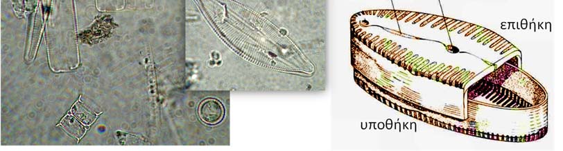 1.3.2δ. Τα Διάτομα (Diatomeae) Πρόκειται για μονοκύτταρα φύκη που ζουν μονήρη ή σχηματίζουν κοινόβια σε υγρά εδάφη με γλυκά ή αλμυρά νερά. Αποτελούν το κυριότερο μέρος το φυτοπλαγκτού.