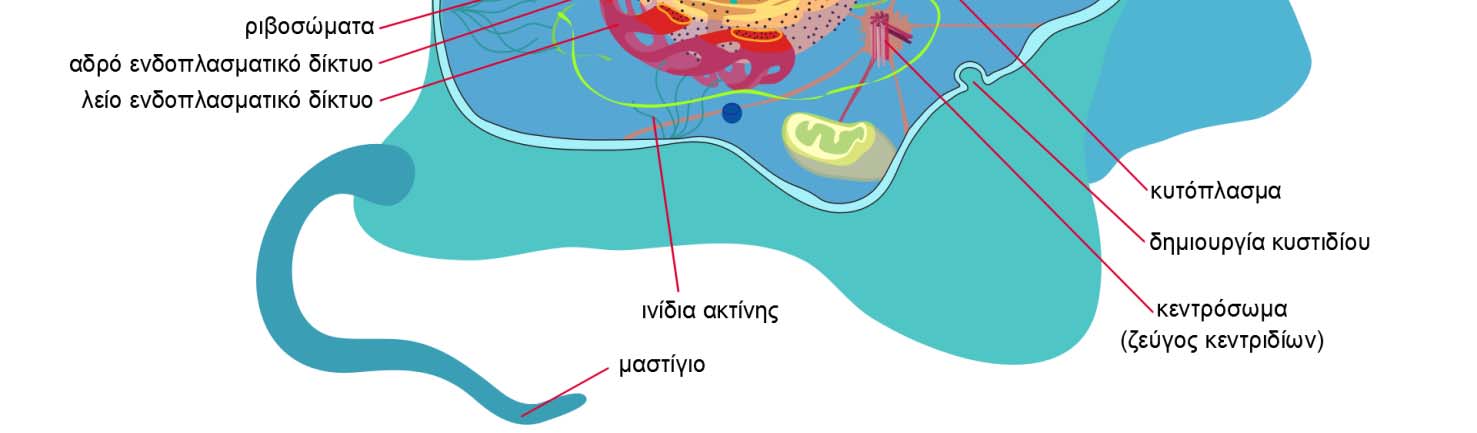 Εικόνα 3.1 Σχηματική παράσταση ζωικού κυττάρου. 1.3. Το φυτικό κύτταρο Στην Εικόνα 3.