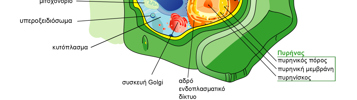 τοίχωμα είναι συμπαγές και ικανό να ανθίσταται σε ισχυρές πιέσεις.