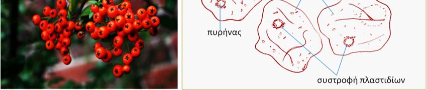2.2.1β. Παρατήρηση παρεγχυματικών κυττάρων από καρπό πυράκανθου Ο πυράκανθος ανήκει στα θαμνώδη φυτά.