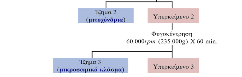 11. Φυγοκεντρήστε τον σωλήνα με τα δύο υπερκείμενα σε 12.500 rpm (17.000 g) για 10 λεπτά, προκειμένου να κατακρημνιστούν τα μιτοχόνδρια. Συμβουλευτείτε την Εικόνα/διάγραμμα 5.5. 12. Κάθε ίζημα το επαναδιαλύετε σε λίγο διάλυμα σακχαρόζης και το κρατάτε στο δοχείο με τον πάγο μέχρι να τελειώσει η όλη πορεία.