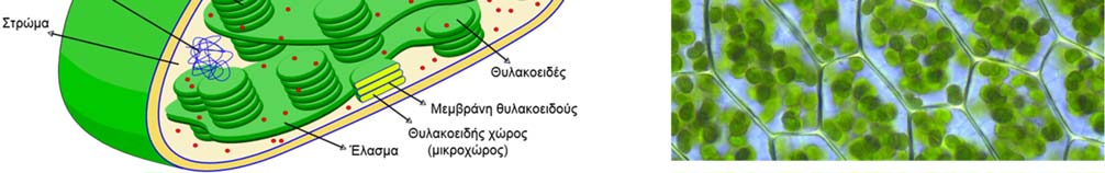Οι φωτοσυνθέτοντες οργανισμοί ανήκουν στους αυτότροφους οργανισμούς, επειδή συντηρούν μόνοι τους τον εαυτό τους χρησιμοποιώντας τα προϊόντα της φωτοσύνθεσης, χωρίς να χρειάζονται τα προϊόντα άλλων