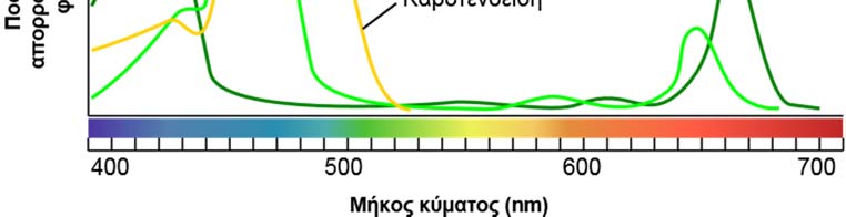 1.2. Φωτοσυνθετικές χρωστικές Στα κύτταρα, η φωτεινή ακτινοβολία δεσμεύεται από τις φωτοσυνθετικές χρωστικές. Απ αυτές, οι πιο σημαντικές είναι οι χλωροφύλλες.