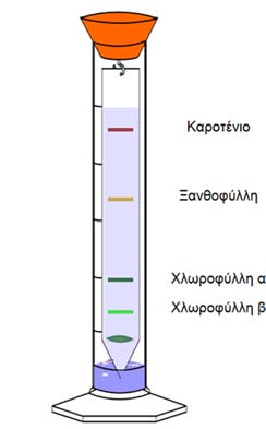 Β. Διαχωρισμός χρωστικών με χρωματογραφία χάρτου 5.