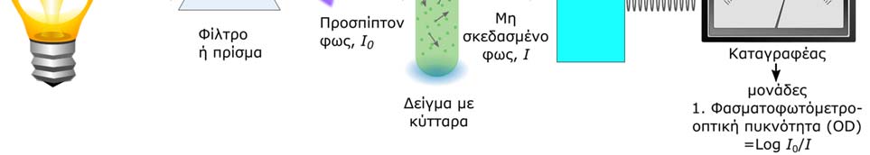 Η μελέτη της κυτταρικής αύξησης γίνεται με μετρήσεις είτε της κυτταρικής μάζας είτε του αριθμού των κυττάρων (σε καθορισμένο όγκο) (Εικ. 7.6).