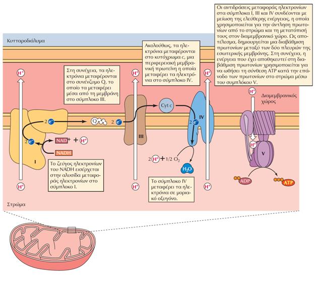 H μεταφορά των ηλεκτρονίων στην εσωτερική μιτοχονδριακή μεμβράνη
