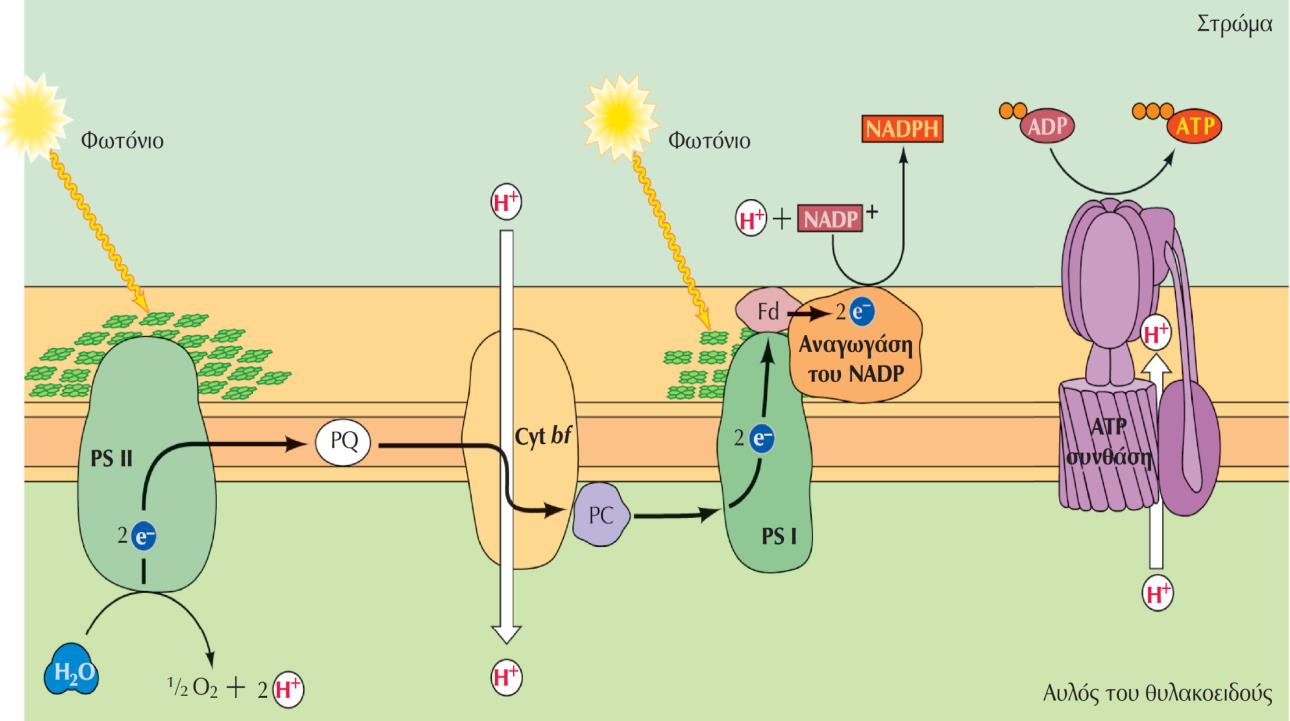 H ροή ηλεκτρονίων στη θυλακοειδή μεμβράνη κατά τη φωτοσύνθεση (2)
