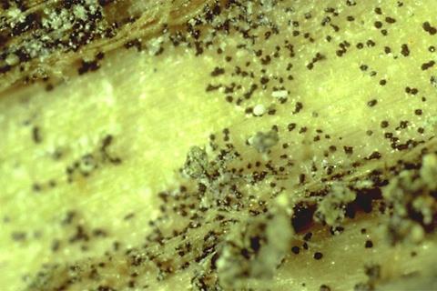 Verticillium dahliae: μικροσκληρώτια σε ιστό Πηγή: