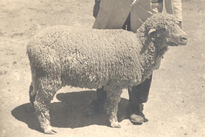 Φυλή Merinos 2/2 Κριός Merinos (πηγή: αρχείο Εργαστηρίου Γενικής & Ειδικής