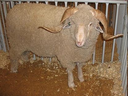 Rambouillet (γαλλικό Merinos) Φυλή Rambouillet (πηγή: https://encryptedtbn3.