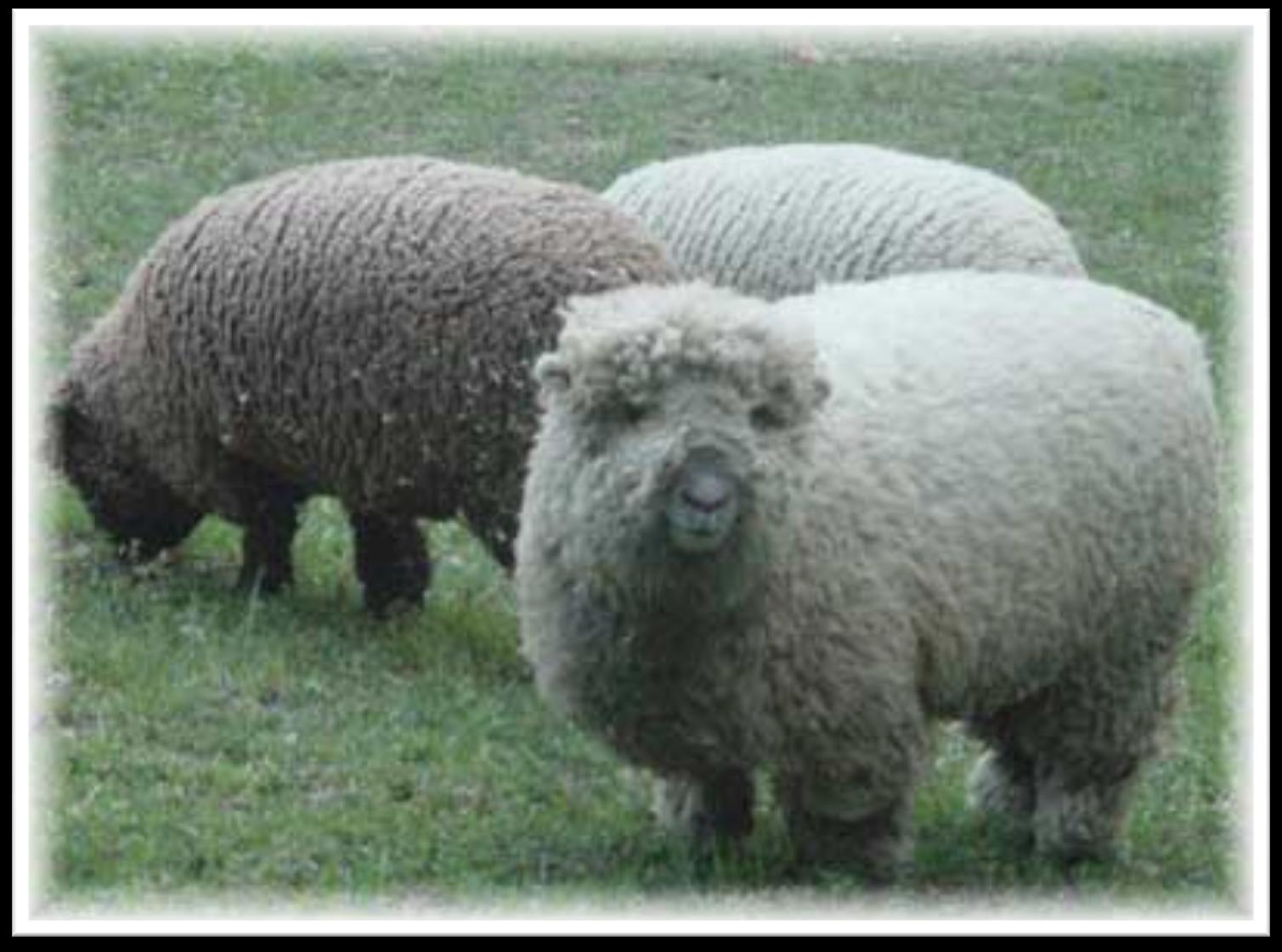 Southdown Πρόβατα της φυλής Southdown (πηγή: http://www.