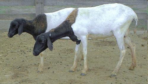 Τριχοπρόβατα Στα τριχοπρόβατα υπάρχουν μόνο καλυπτήριες τρίχες και ένα χαρακτηριστικό παράδειγμα είναι η φυλή Σομαλίας.