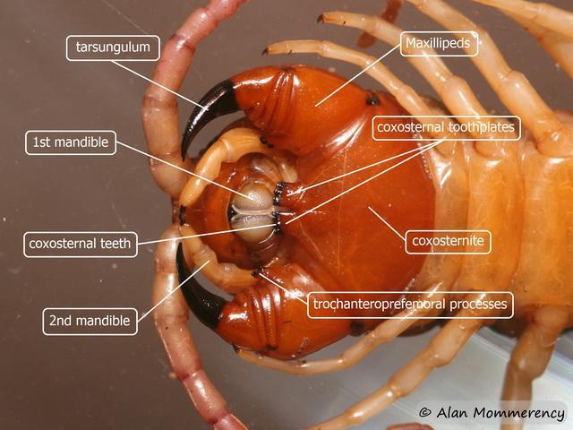 Χειλόποδo Scolopendra cingulata 14