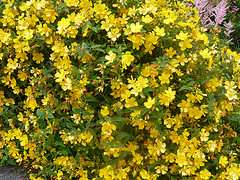 Ιούνιο. Επίσης, είναι αειθαλές φυτό µε ξυλώδεις έρποντες βλαστούς και έχει µικρά κίτρινα άνθη (Waite, R). Εικ. 3: Hypericum empetriofolium. (Πηγή: http://www.parnitha-np.gr) 1.4.