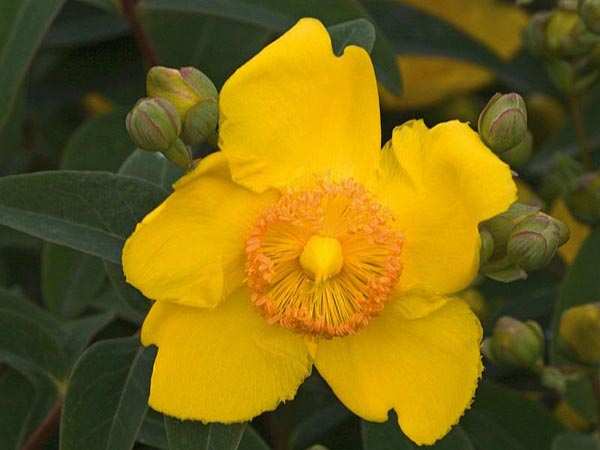 Εικ. 7 : Hypericum olympicum.( Πηγή: http://tesla.pmf.ni.ac. ) 1.10. Το είδος Hypericum patulum Είναι ηµιαειθαλής ορθόκλαδος θάµνος που φτάνει µέχρι το 1,20 m σε ύψος και έχει κίτρινα άνθη. 1.11.