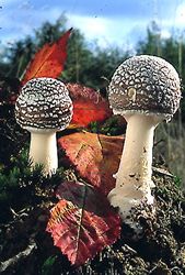 Amanita