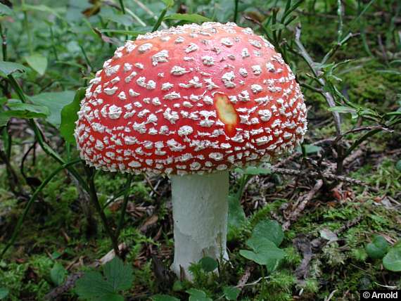 Amanita Muscaria (περιέχει