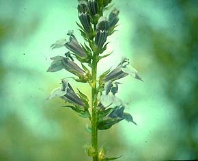 Λοβελίνη Απαντάται στο φυτό Lobelia ( Campanulaceae) Διεγείρει την αναπνοή, αποικοδομείται ταχέως από τον