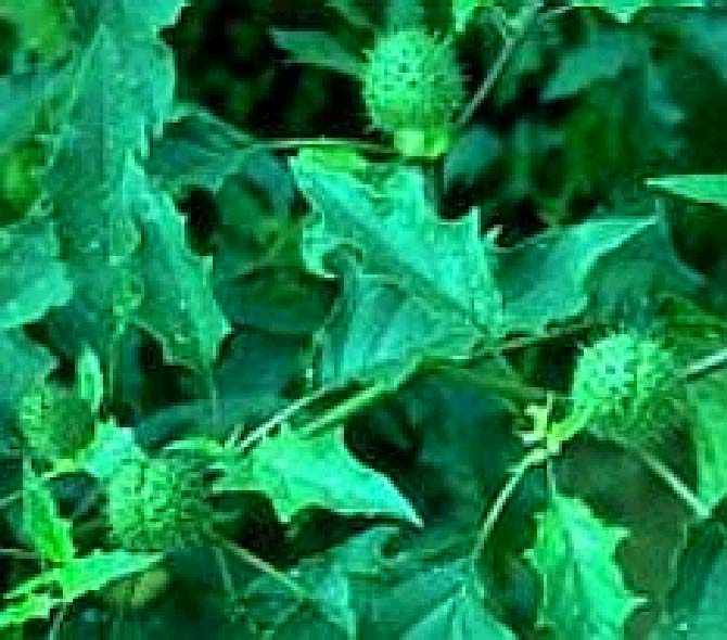 Datura (συνέχεια) Οικογένεια Solanaceae Δηλητηριώδη συστατικά