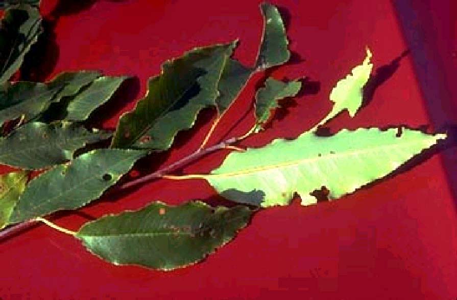 Prunus Οικογένεια ( Rosaceae ) Περιέχει αμυγδαλίνη η οποία υδρολύεται στο ΓΕΣ και δίνει