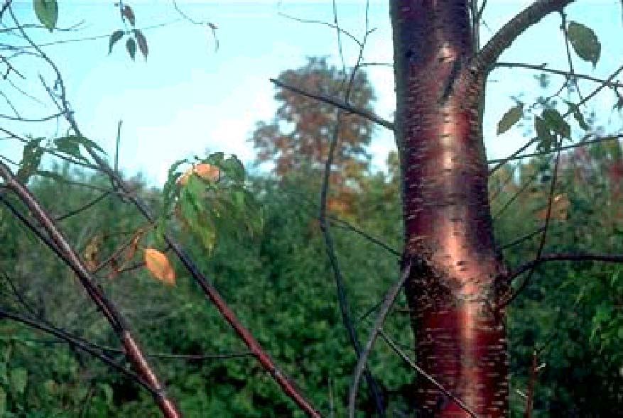 Prunus (συνέχεια) Κλινική εικόνα δηλητηρίασης όμοια με της δηλητηρίασης από HCN.