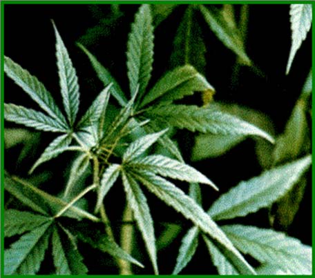 Cannabis sativa L. Είναι μονοετές φυτό,το οποίο μπορεί να φτάσει τα 4-6 m.