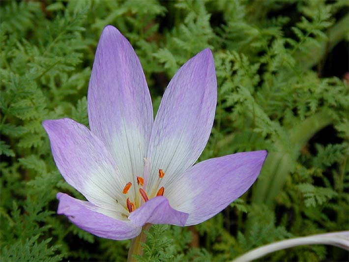 Colchicum autumnale (Φθινοπωρινός κρόκος ή σαφράνι των αγρών) Το φυτό αναπτύσσεται από βολβούς με ασυνήθη κύκλο ζωής.