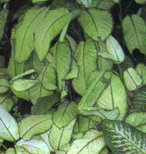 Dieffenbachia sequine και Dieffenbachia picta Είναι κοινά διακοσμητικά φυτά, αναπτυσσόμενα σε