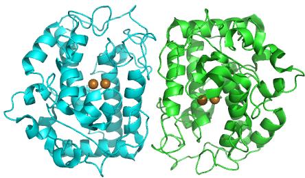 3ΝΜ8 Ταυτότητα: Crystal structure of Tyrosinase from Bacillus megaterium Κρυσταλλογραφικά δεδομένα: Method: X-RAY DIFFRACTION Resolution[Å]: 2.00 R-Value: 0.225 (obs.) R-Free: 0.