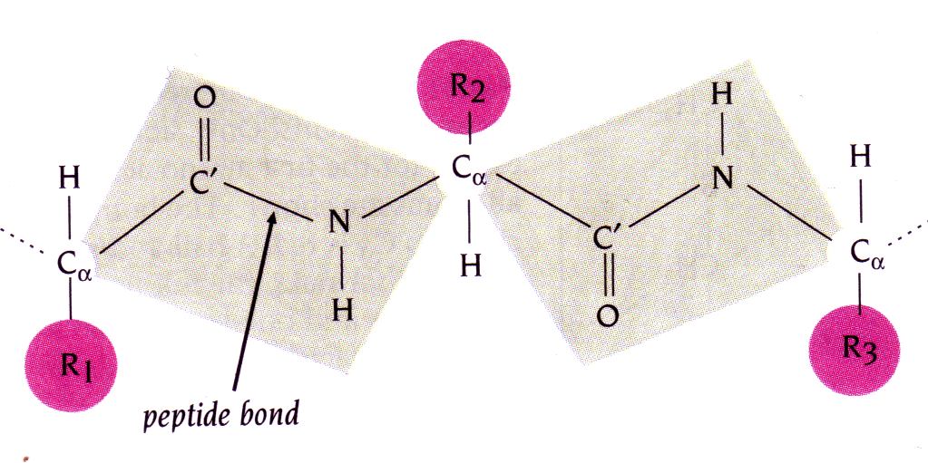 H πεπτιδική ομάδα Kάθε πεπτιδική ομάδα σε μια πολυπεπτιδική αλυσίδα περιλαμβάνει το C α άτομο
