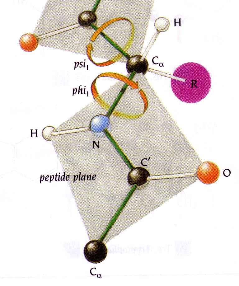 Γωνίες φ και ψ Eφόσoν οι πεπτιδικές ομάδες είναι επίπεδες και πρακτκά άκαμπτες, η κύρια αλυσίδα έχει μόνο δύο βαθμούς ελευθερίας, τις περιστροφές γύρω